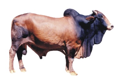 [1626] Somalian Veal Live Stock / Pcs